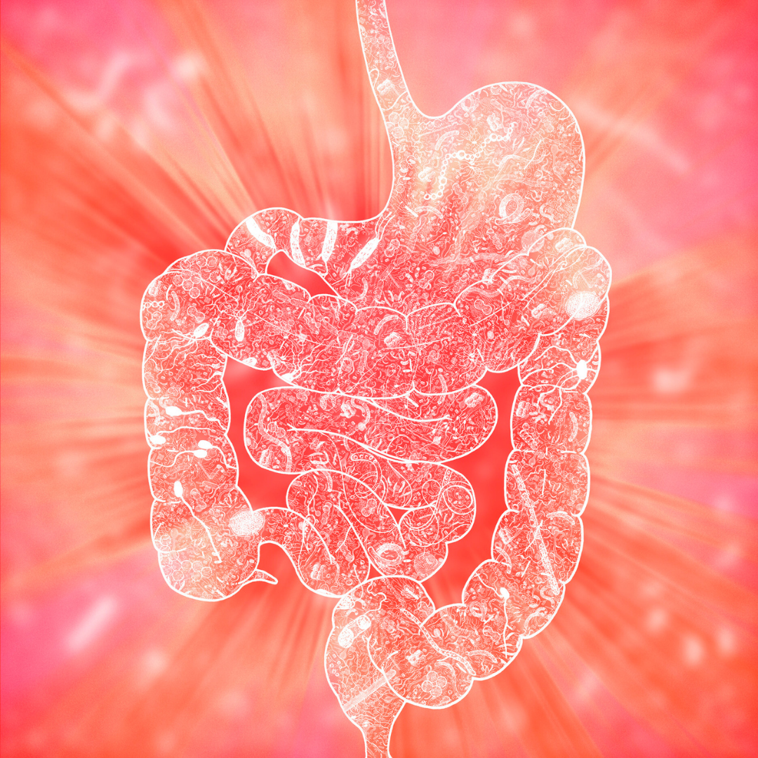 microbiote intestinal santé