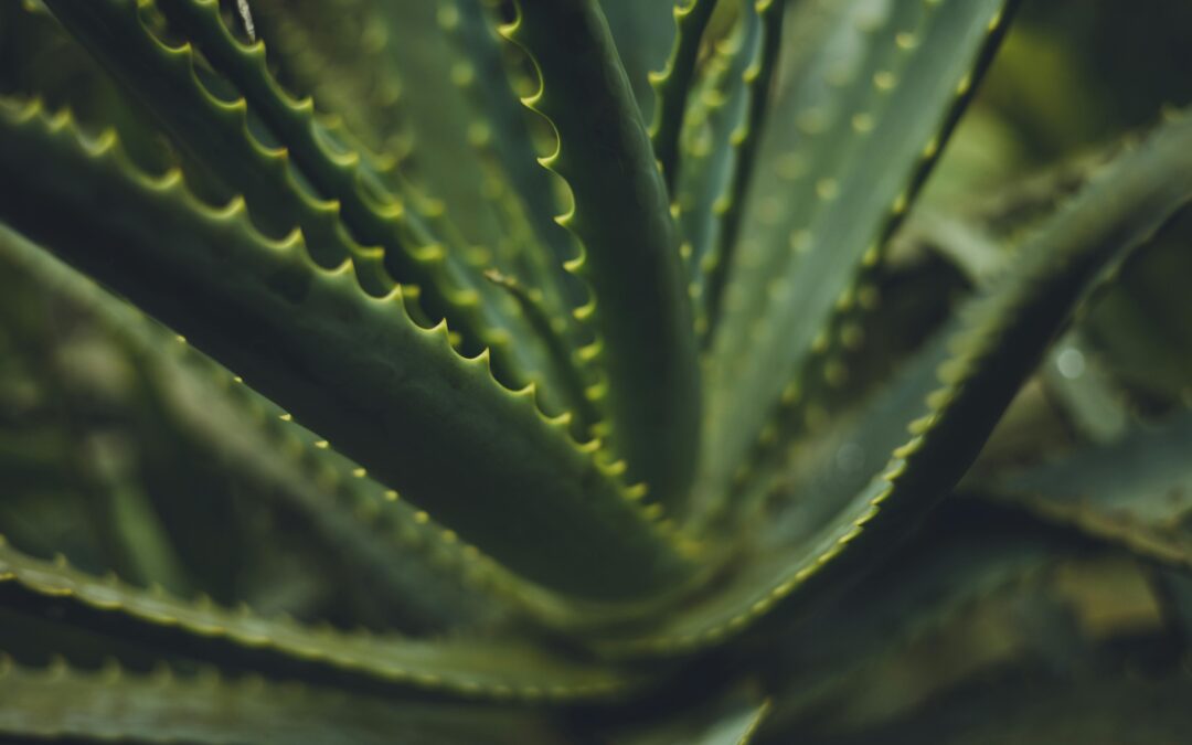 Comment faire un Bon jus d’Aloe Vera!
